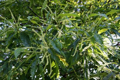 Castanea sativa 'Asplenifolia' - kaštanovník jedlý - květy